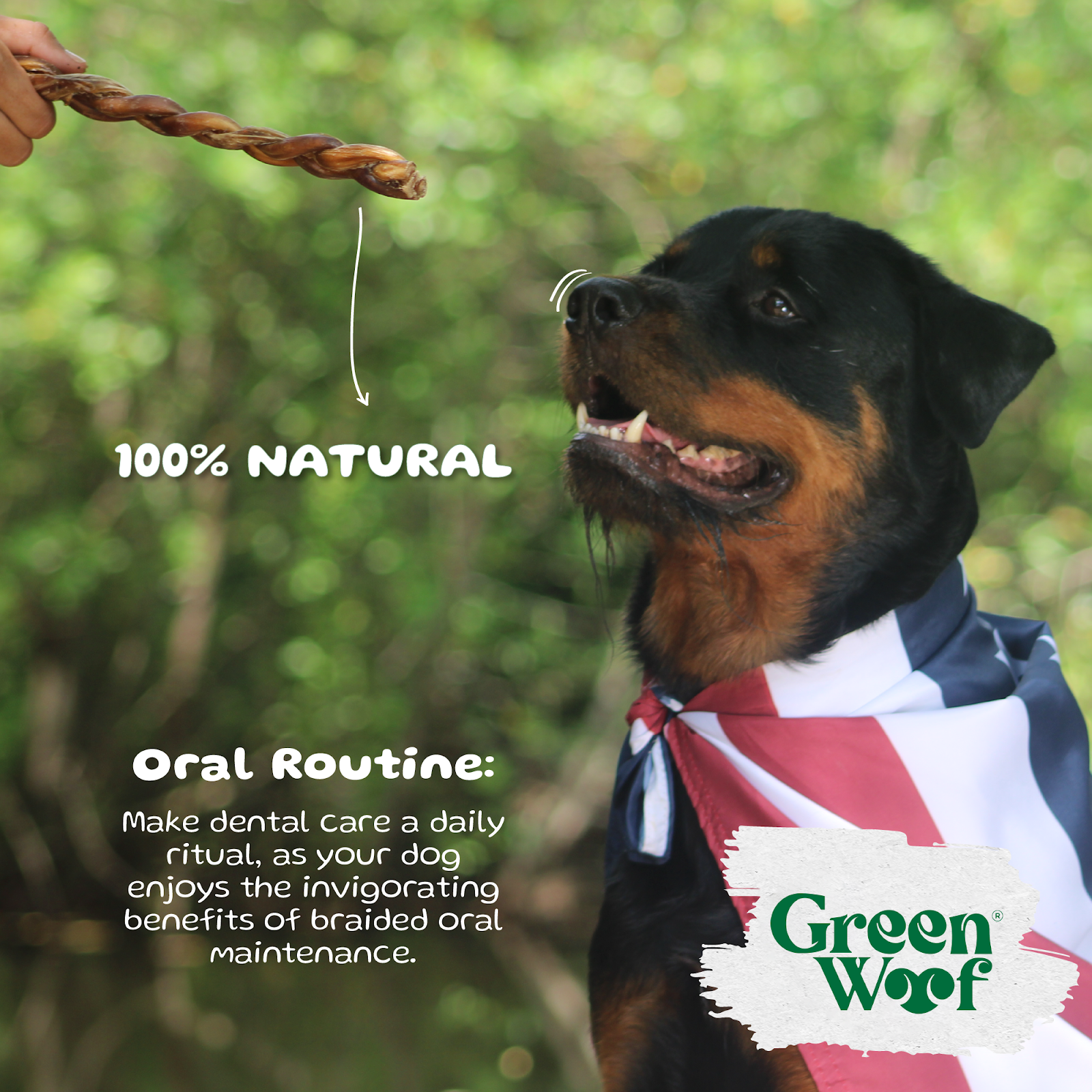 Braided Beef Bully Sticks Natural Dog Chew